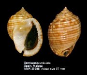Semicassis undulata (8)